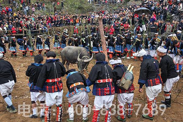 牛与灵魂一起回家,探寻黔南苗族砍牛送葬仪式 牛与灵魂一起回家,探寻黔南苗族砍牛送葬仪式